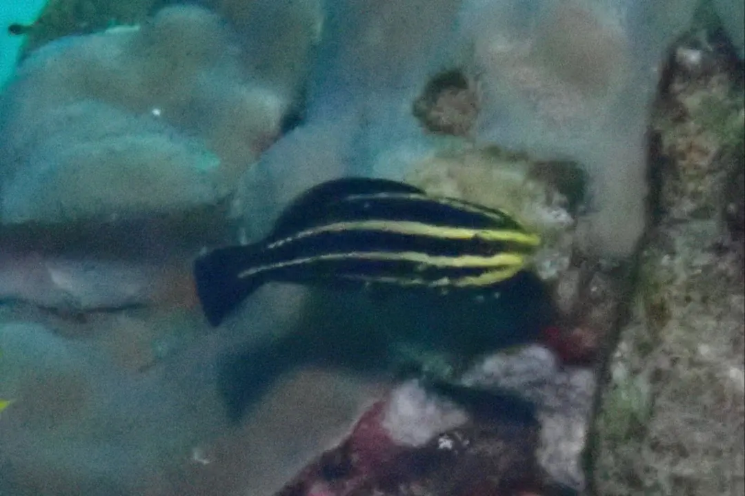Roundhead Parrotfish (juvenile) (Chlorurus strongylocephalus)