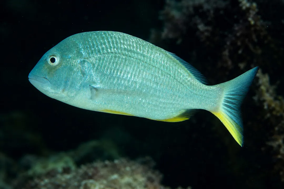 Western Yellowfin Bream