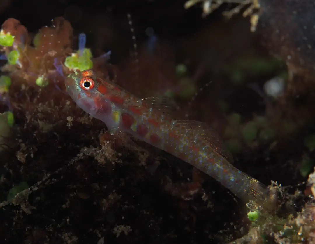 Seabook: Whitestriped Pygmygoby