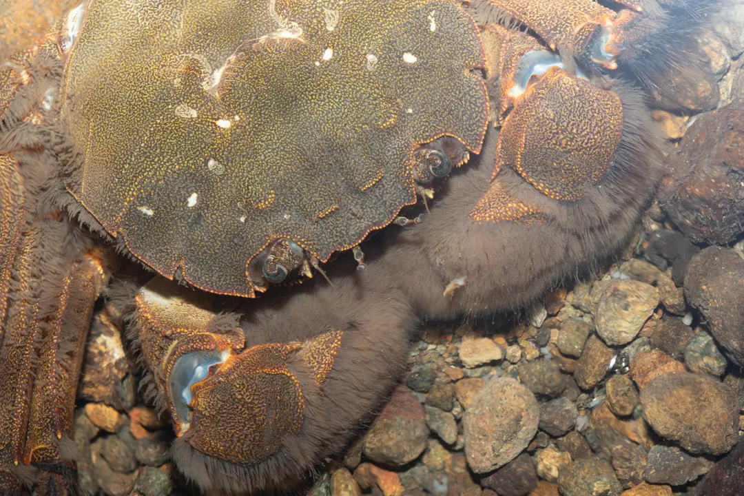 Japanese mitten crab