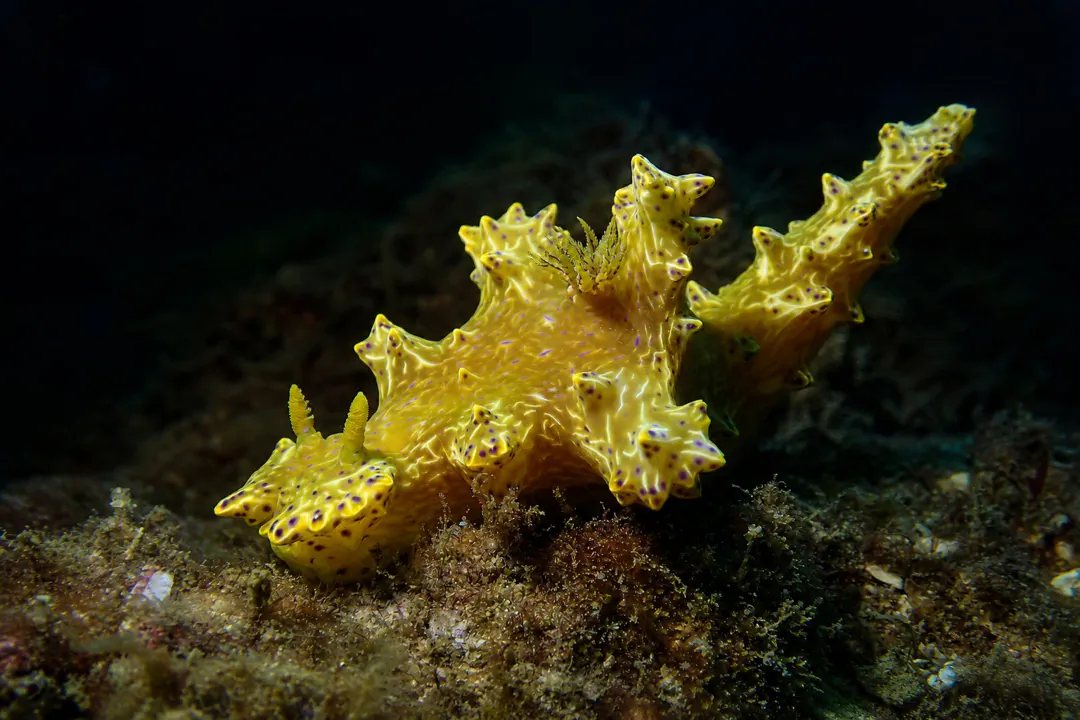Thorny Devil Ceratosoma (Miamira moloch)