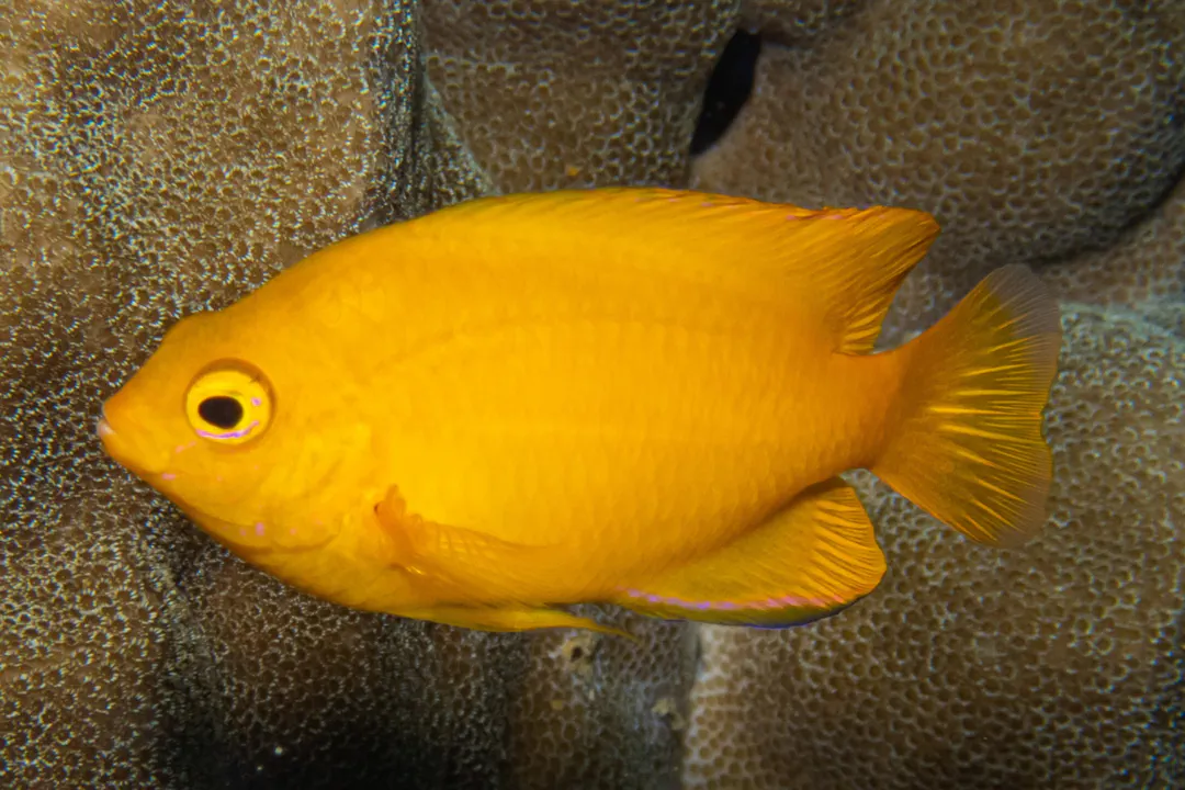 Lemon Damsel (Pomacentrus moluccensis)