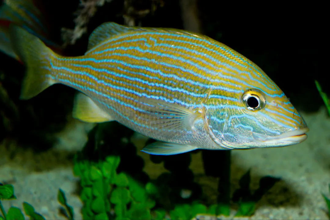 Blue Striped Grunt