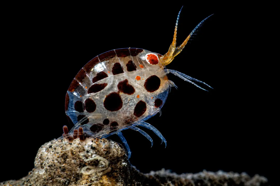 Cyproidea sp (Cyproidea sp)