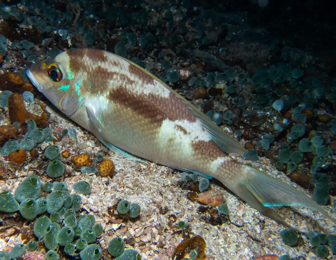 Seabook: Rainbow Monocle Bream