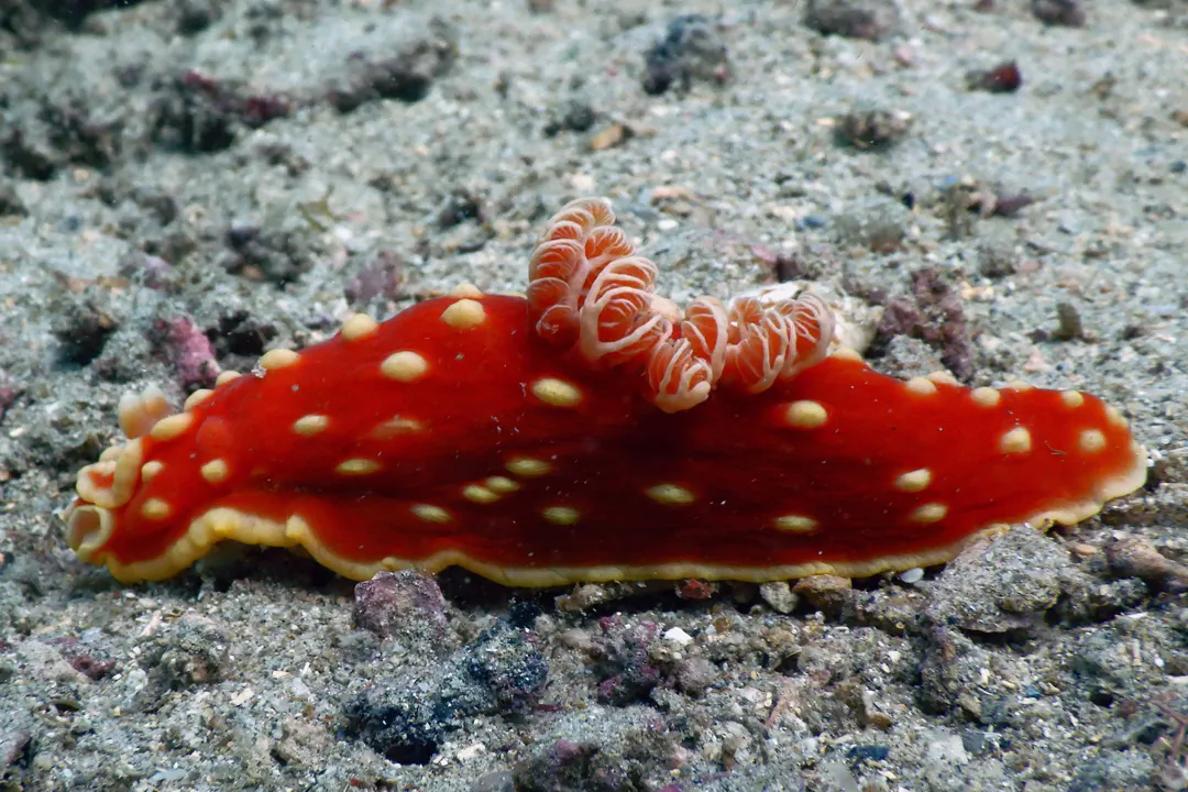 Strawberry Nudibranch (Gymnodoris aurita)