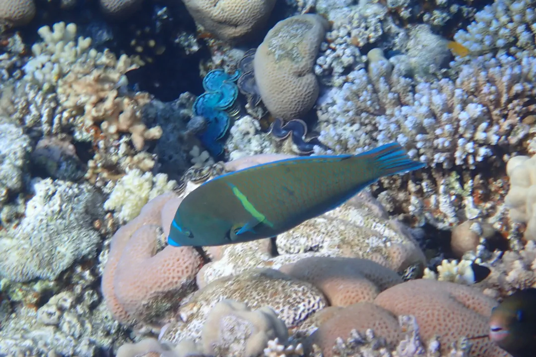 Bluespotted Wrasse (Anampses caeruleopunctatus)