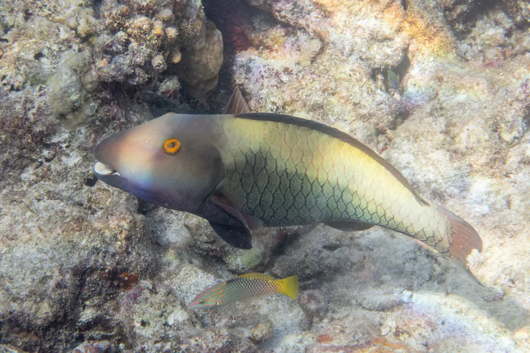 Spotted Parrotfish (female) (Cetoscarus ocellatus)