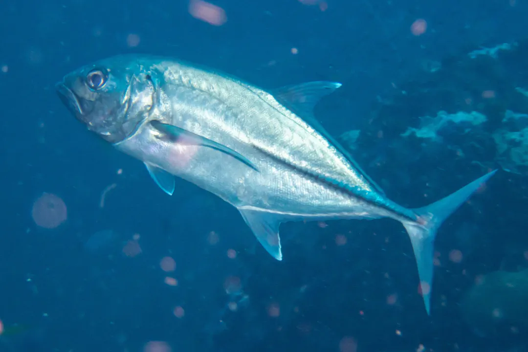 Bigeye Trevally