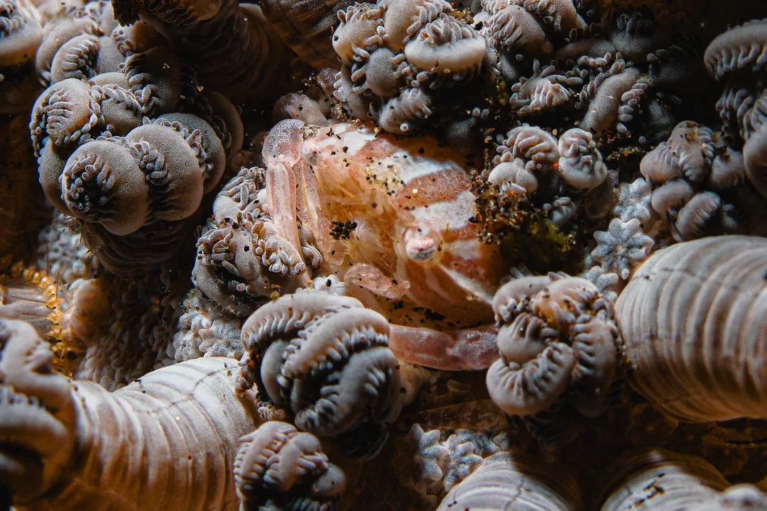 Three-Lobed Porcelain Crab (Porcellanella triloba)