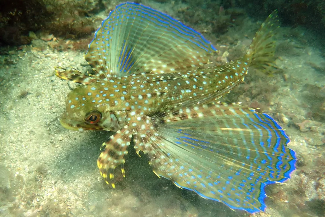 Flying Gurnard