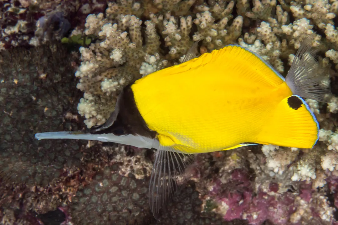 Longnose Butterflyfish (Forcipiger longirostris)