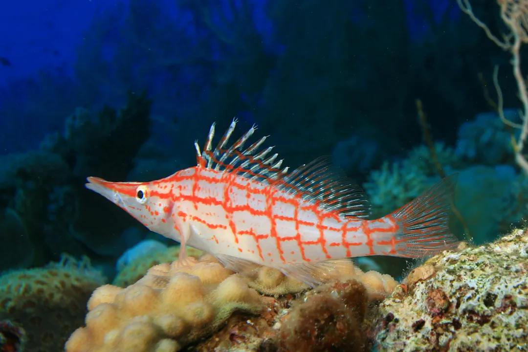 Longnose Hawkfish (Oxycirrhites typus)