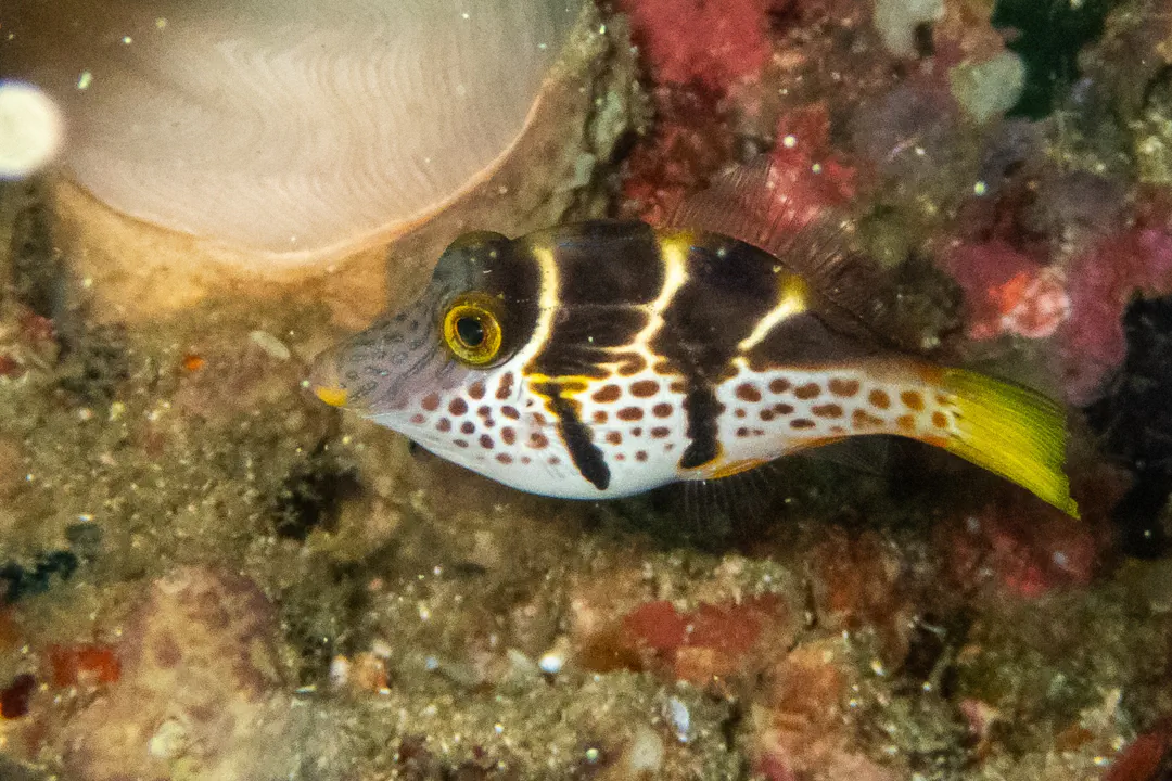 Mimic Filefish (Paraluteres prionurus)