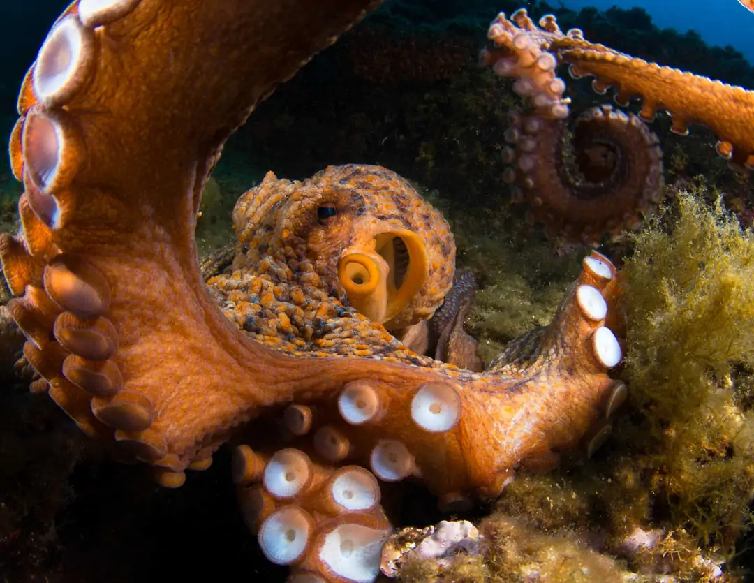 Seabook: Common Octopus