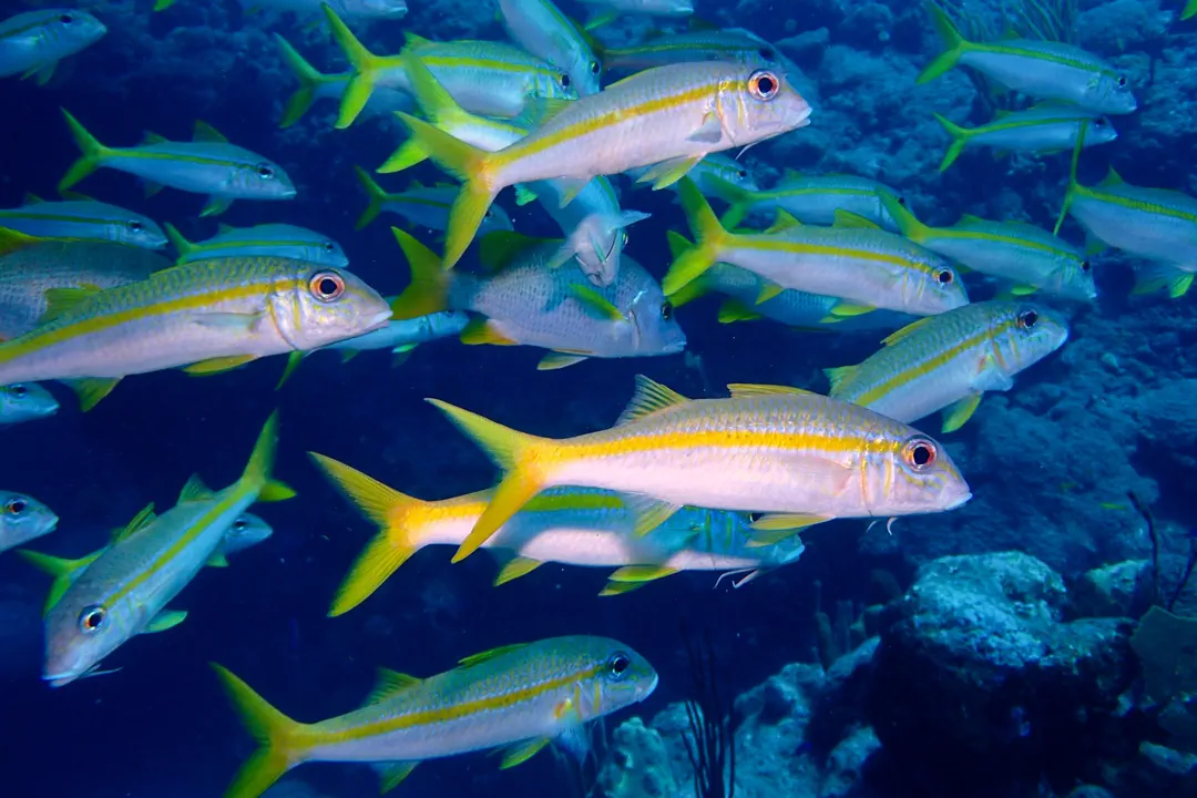 Yellow Goatfish (Mulloidichthys martinicus)