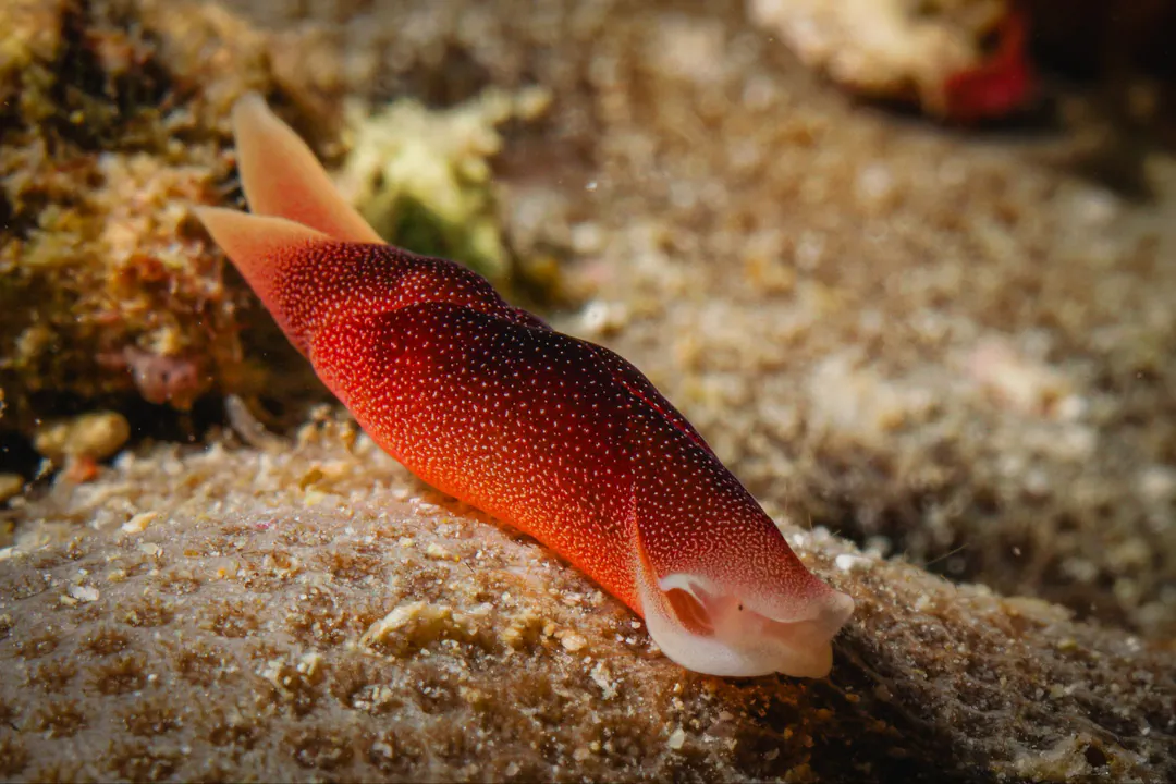 Lovely Headshield Slug
