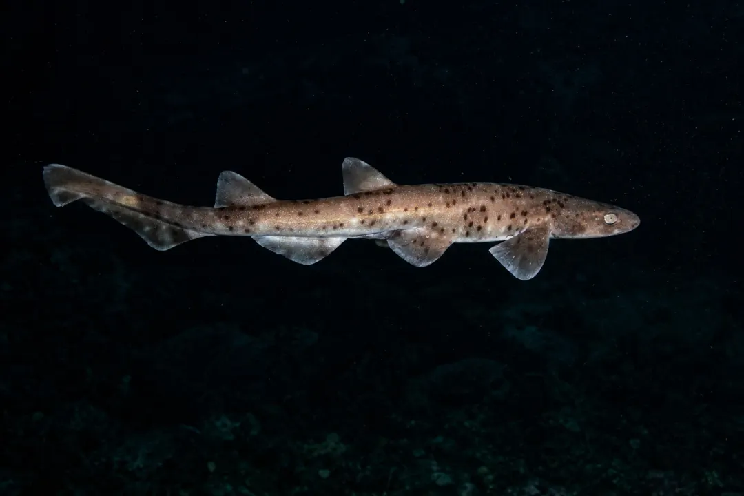 Grey Spotted Cat Shark