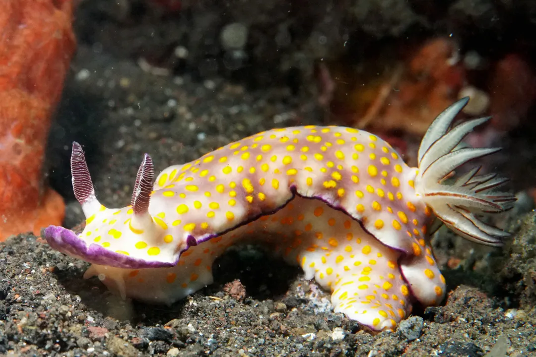 Beautiful Gypsy Nudibranch
