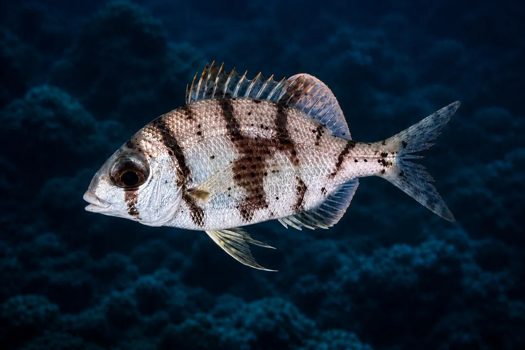 Swallowtail Seabream (Gymnocranius elongatus)