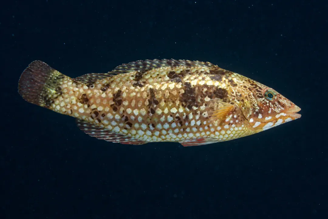 Brownspotted Wrasse (Notolabrus parilus)