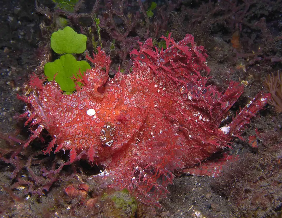 Seabook: Weedy Scorpionfish