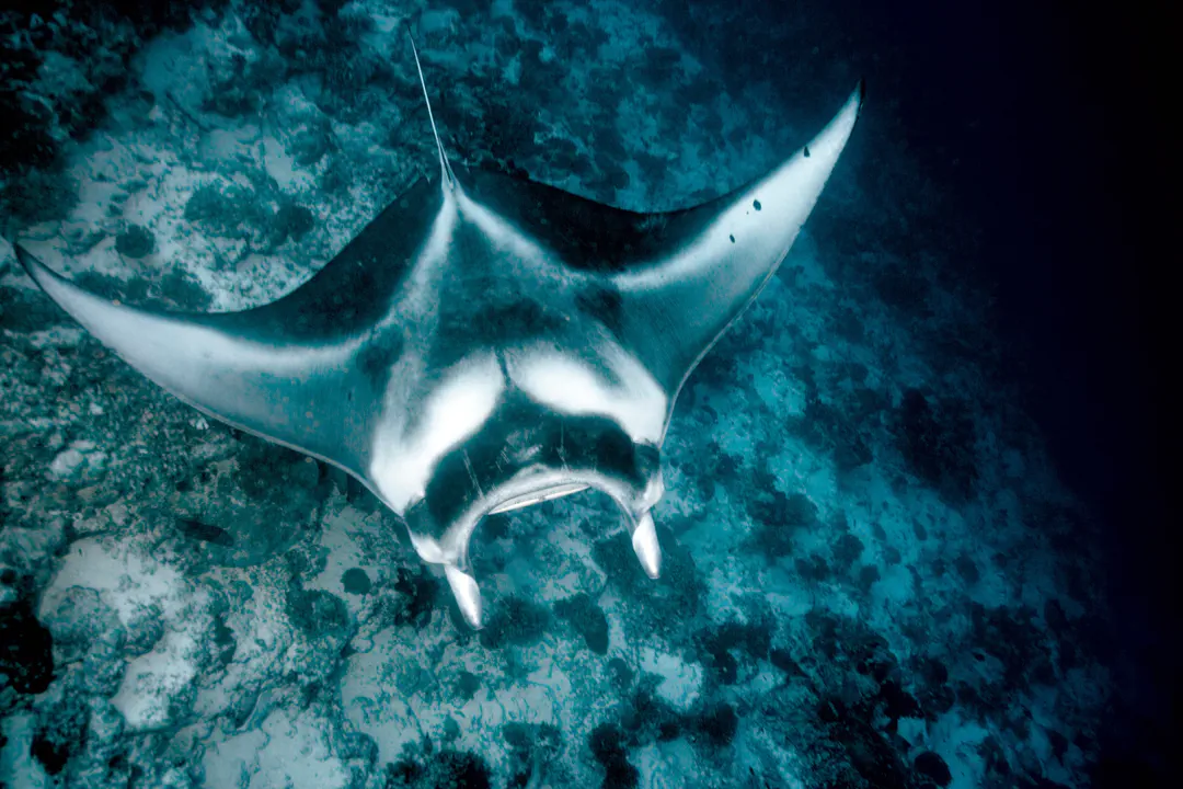 Reef Manta Ray