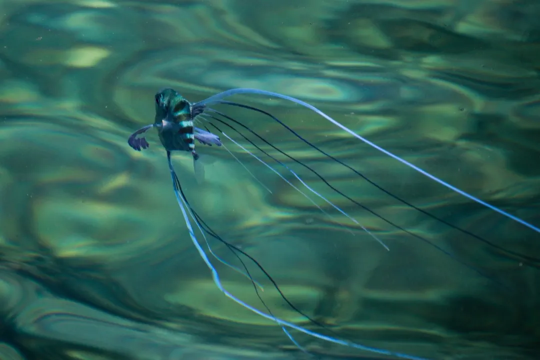 Pennantfish (juvenile)
