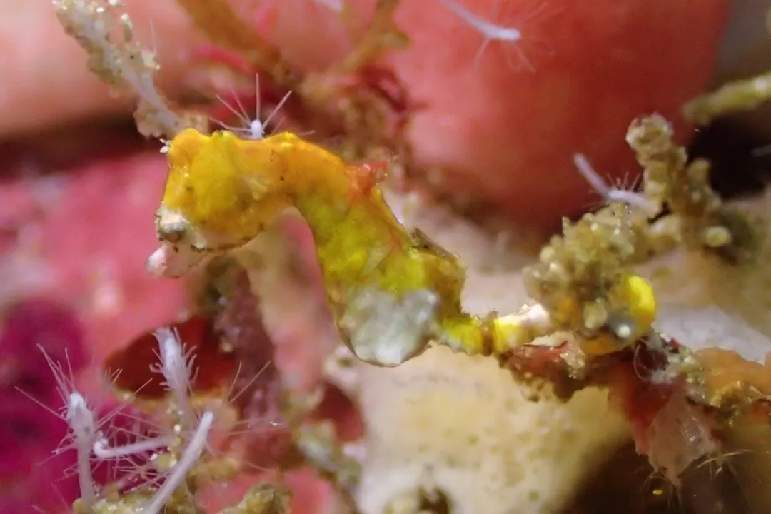 Weedy Pygmy Seahorse (Hippocampus pontohi)