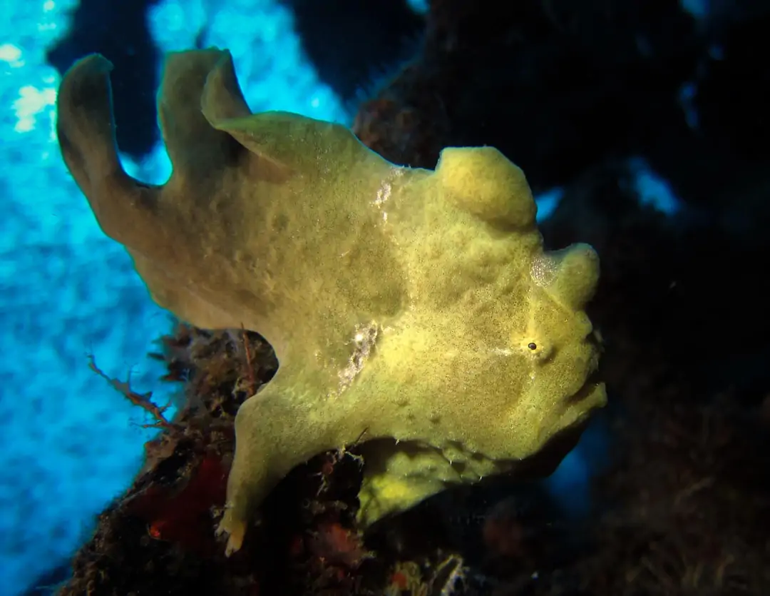 Seabook: Giant Frogfish (yellow)