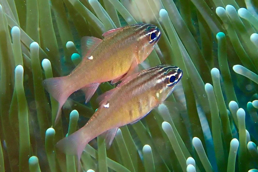 Moluccan Cardinalfish (Ostorhinchus moluccensis)