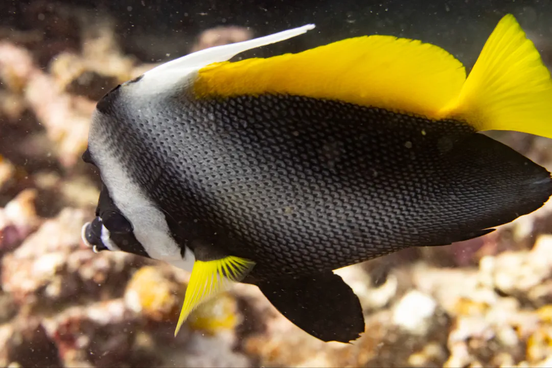 Singular Bannerfish