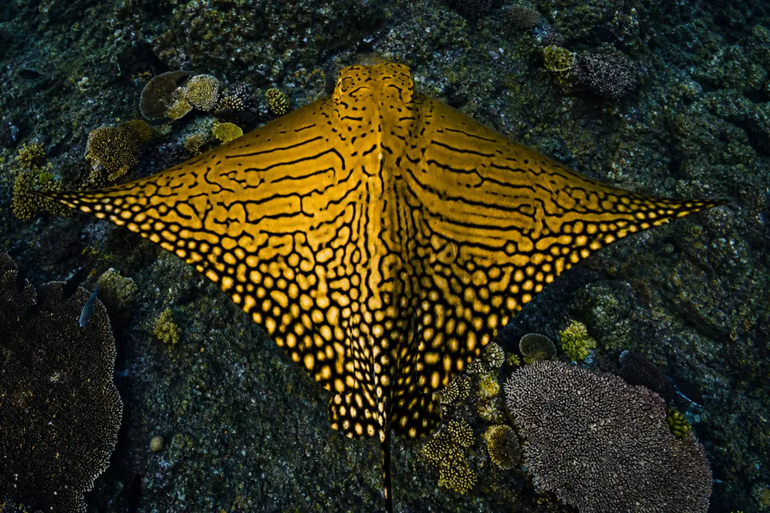 Ornate Eagle Ray