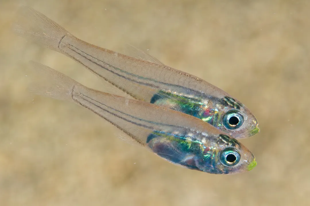 Slender Cardinalfish (Rhabdamia gracilis)