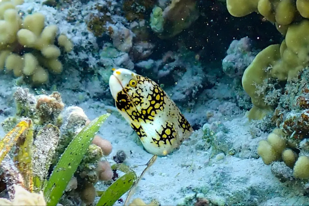 Snowflake Moray (Echidna nebulosa)