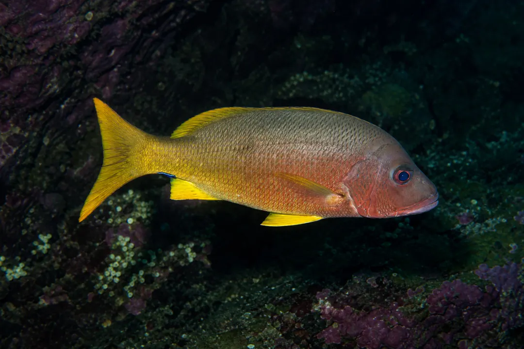 Moluccan Snapper (Lutjanus boutton)