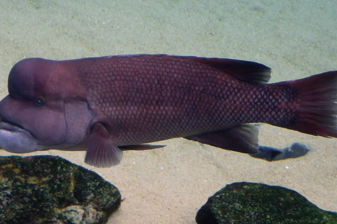 Asian Sheepshead Wrasse