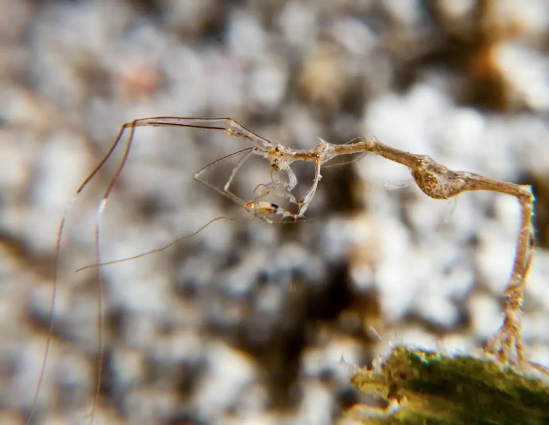 Seabook: Caprellidae sp