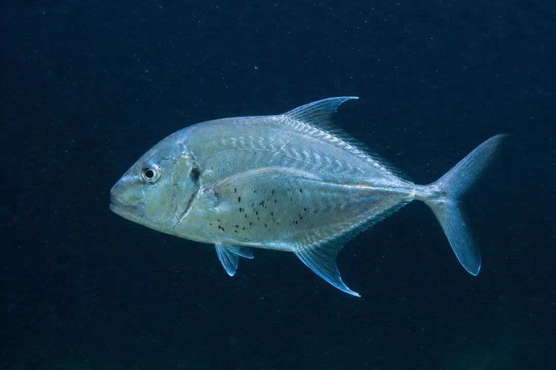 Longnose Trevally (Carangoides chrysophrys)