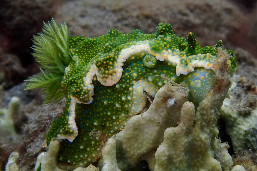 Jolly Green Giant (Miamira sinuata)