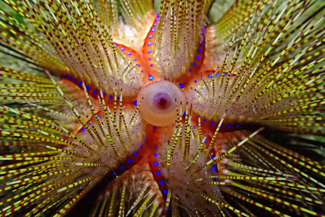 Blue-spotted Urchin