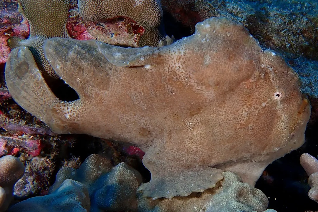 Giant Frogfish (brown) (Antennarius commerson)
