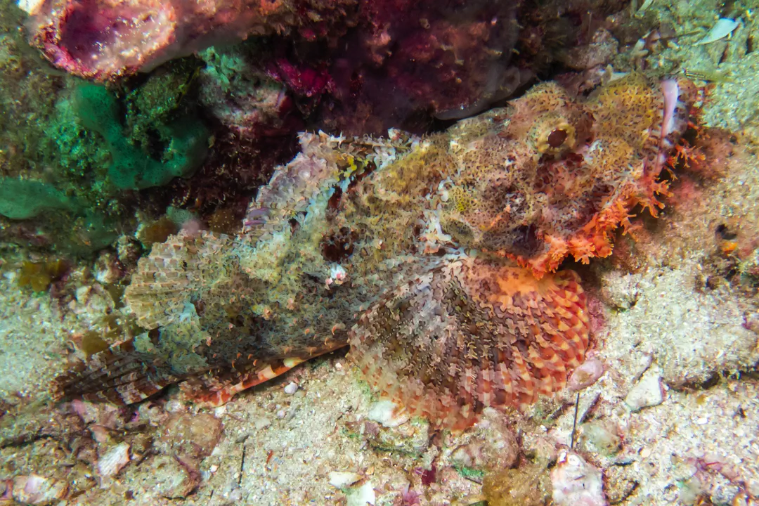 Tassled Scorpionfish