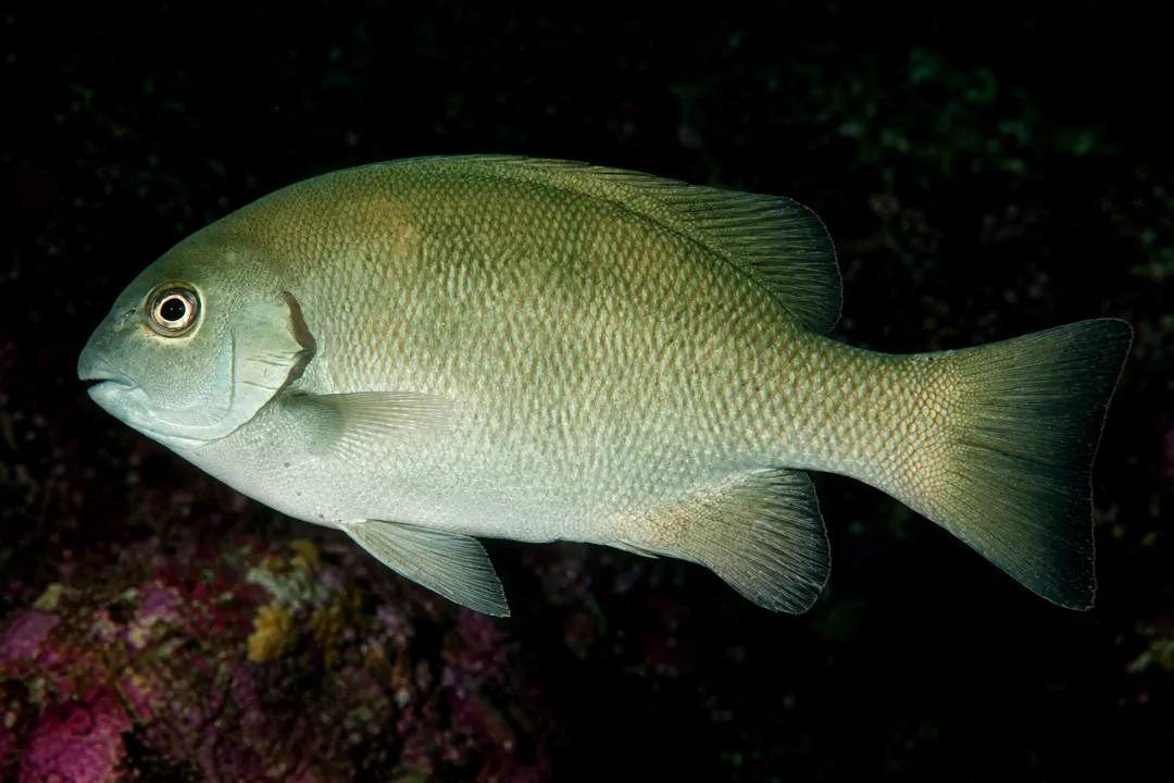 Rock Blackfish (Girella elevata)