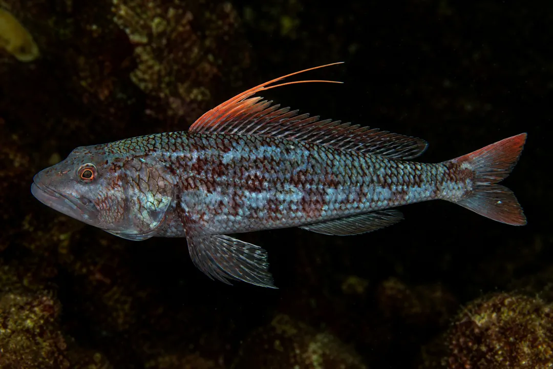 Sergeant Baker (Hime purpurissatus)