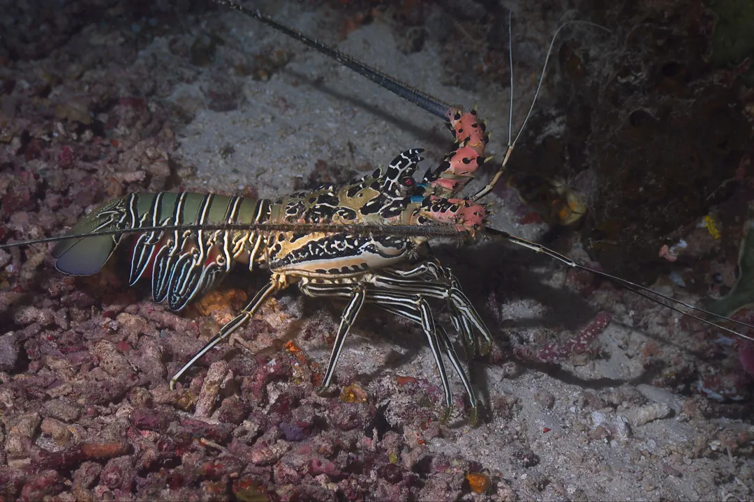 Painted Spiny Lobster