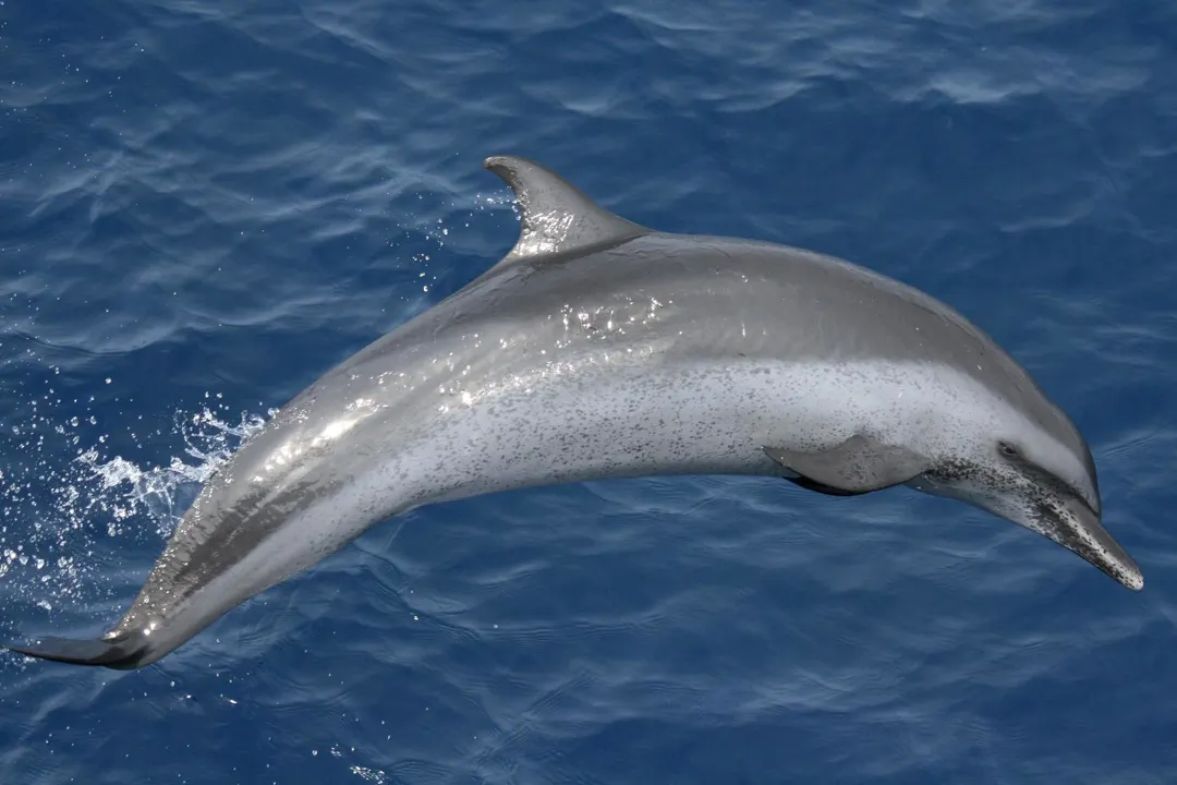 Pantropical Spotted Dolphin