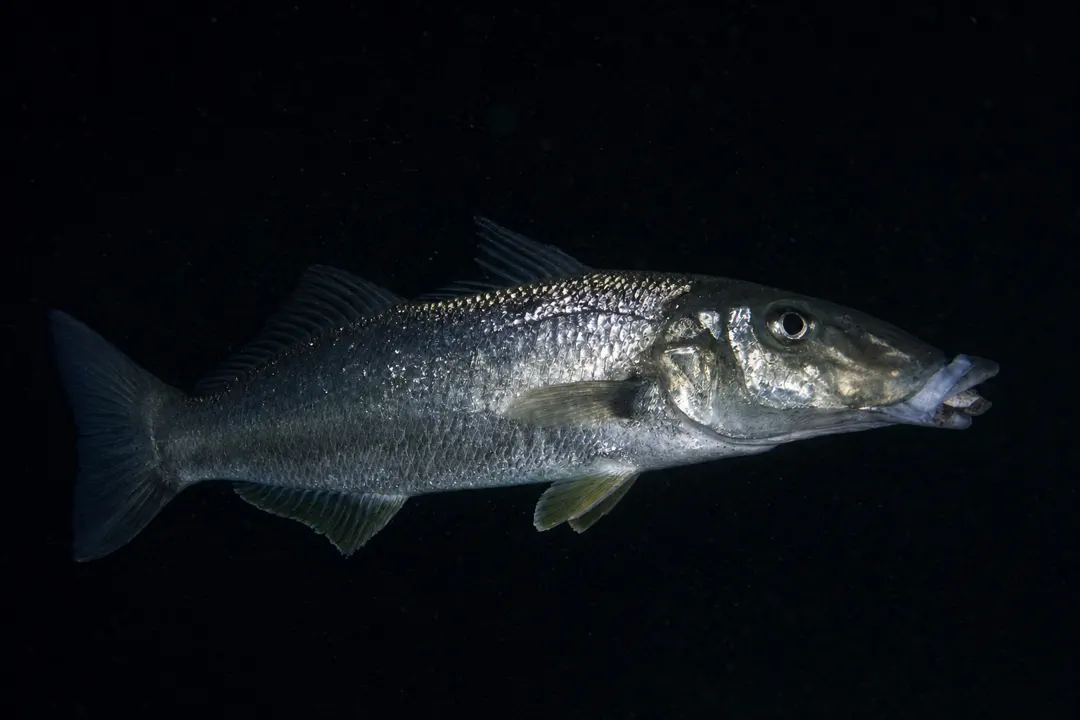 Sand Whiting (Sillago ciliata)