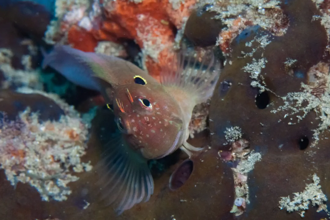 Eared Blenny