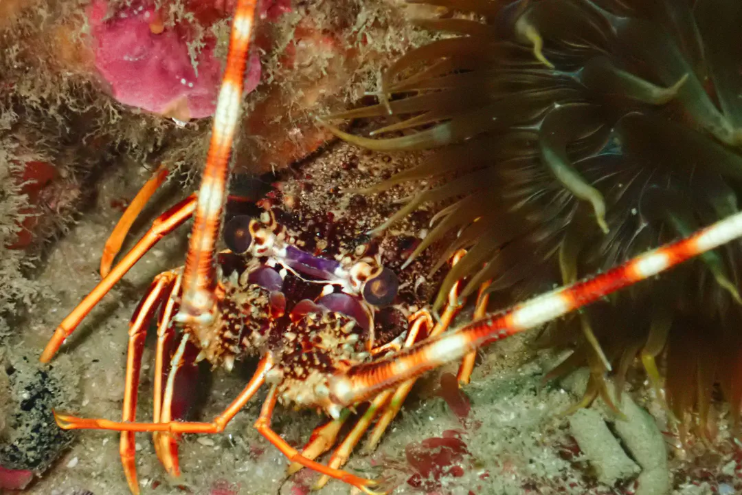 European Spiny Lobster